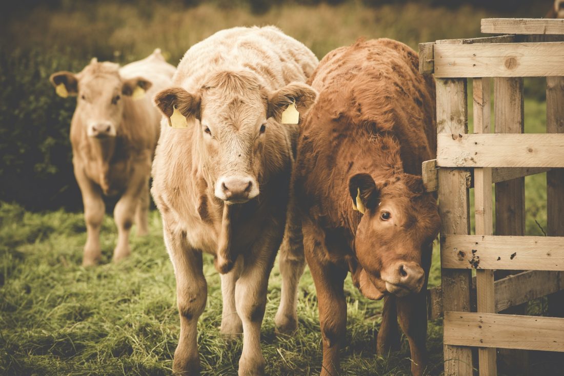 Limousine cows in Ireland farm