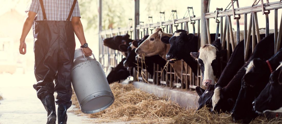 Farmer tending to cows