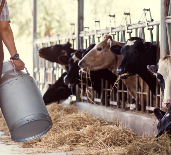 Farmer tending to cows