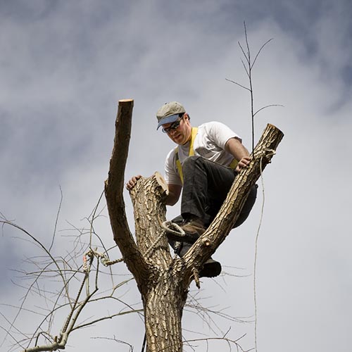 Tree surgeon up in a mostly cut down tree