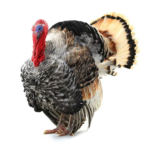 A turkey